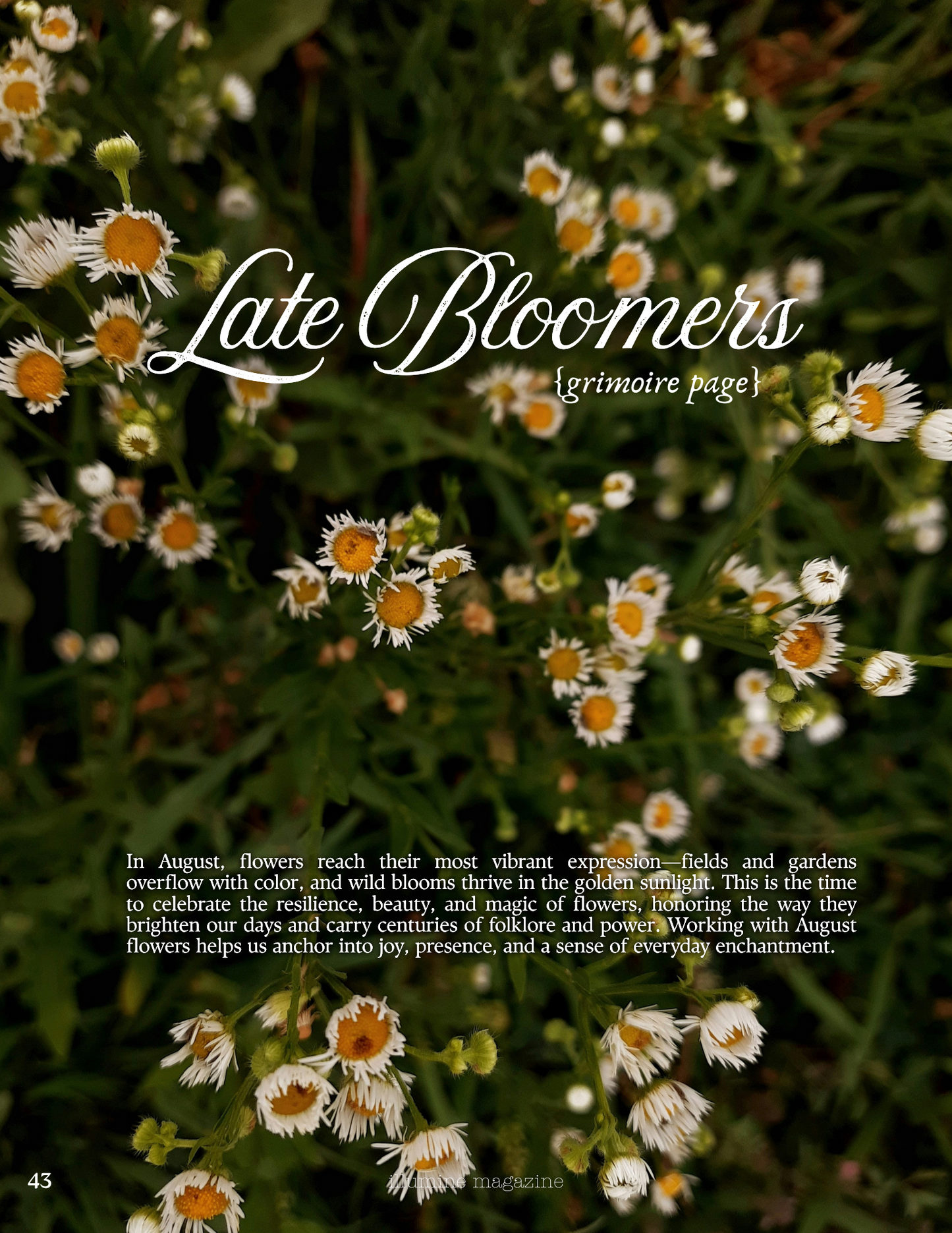 Illumine Magazine | August 2025 - Issue No. 08 | Print Issue