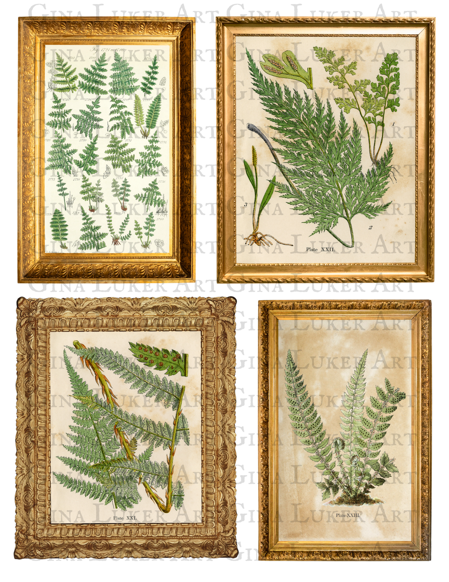 Fern Study Bundle Pack