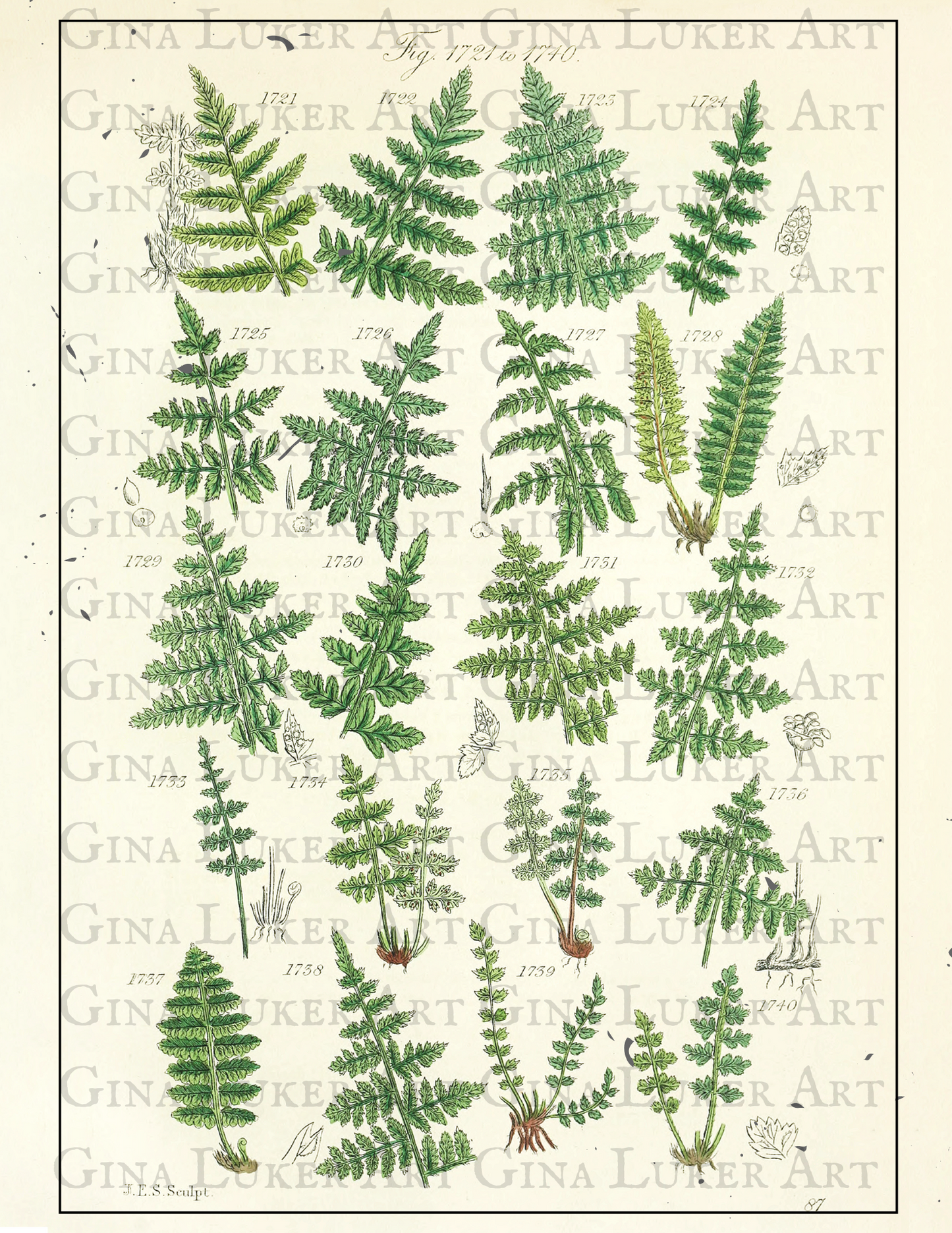 Fern Study Bundle Pack