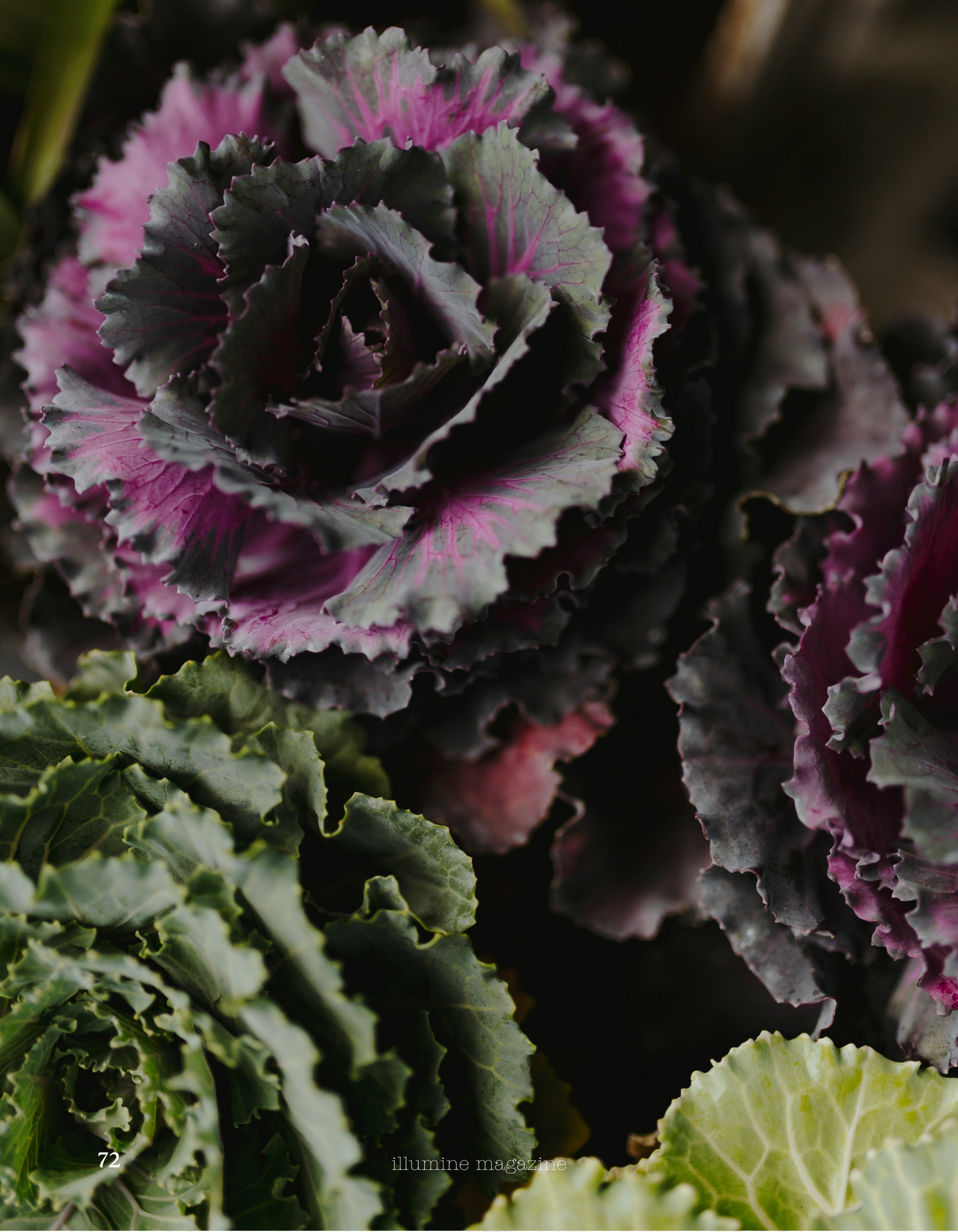 Illumine Magazine | January 2026 - Issue No. 13 | Digital Issue